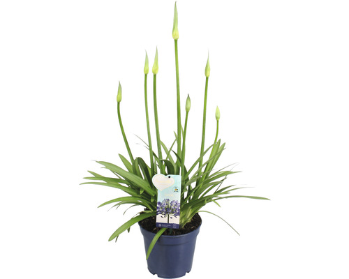 Afrikansk prydnadslilja i en kruka med blomma