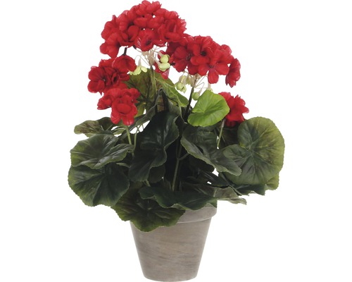 Pelargon i kruka med röda blommor och gröna blad