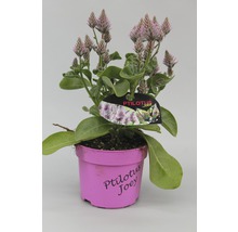 Ptilotus Joey i en kruka
