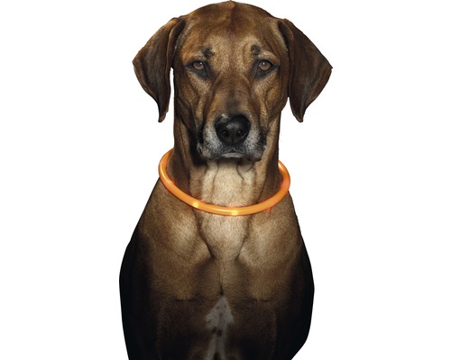 Hundhalsband KARLIE LED 70cm orange