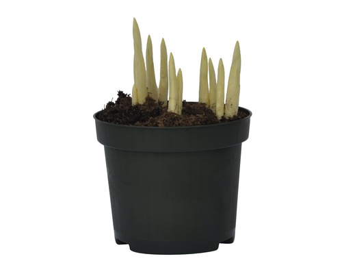 Hosta växt i en kruka