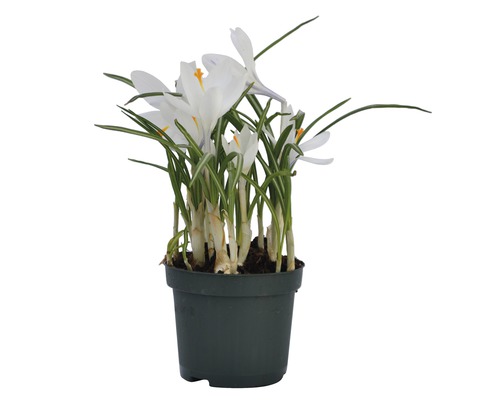 Krokus i kruka med vita blommor