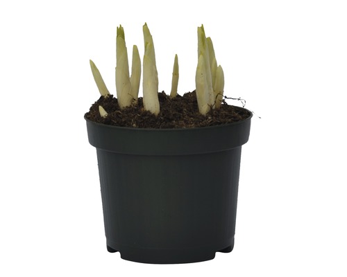 Hosta ung planta i kruka