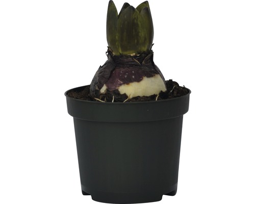 Amaryllislök i en kruka