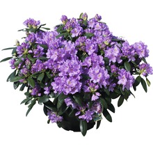 Rhododendron med lila blommor i kruka