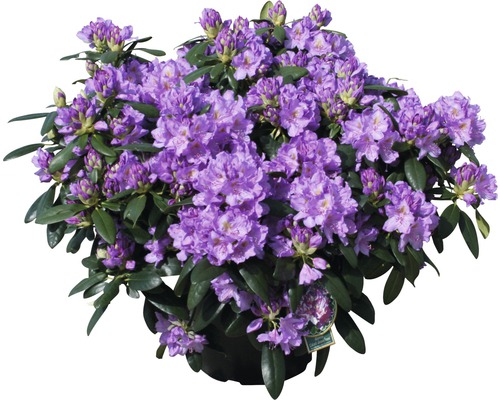 Rhododendron med lila blommor i kruka
