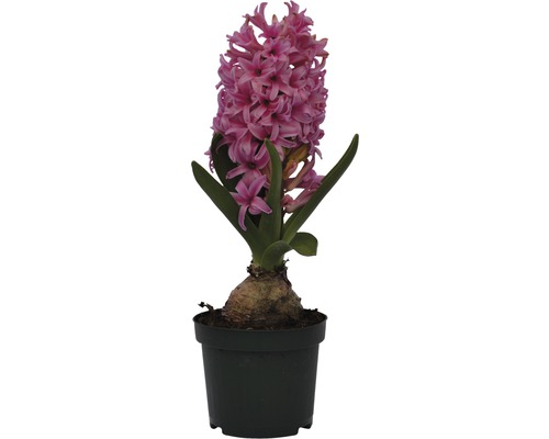 Hyacint FLORASELF Hyacinthus orientalis Pink Pearl Ø9cm