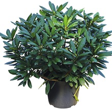 Rhododendron i kruka