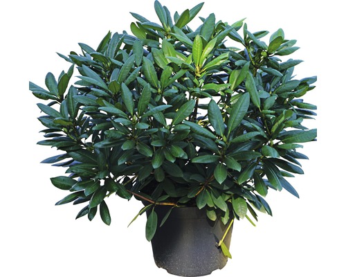 Rhododendron i kruka