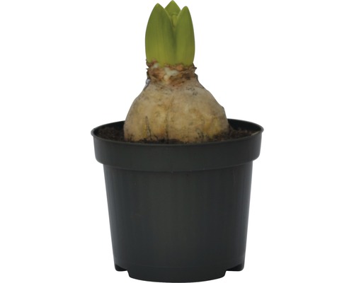 Amaryllislök i en kruka