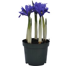 Iris i kruka