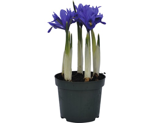 Iris i kruka