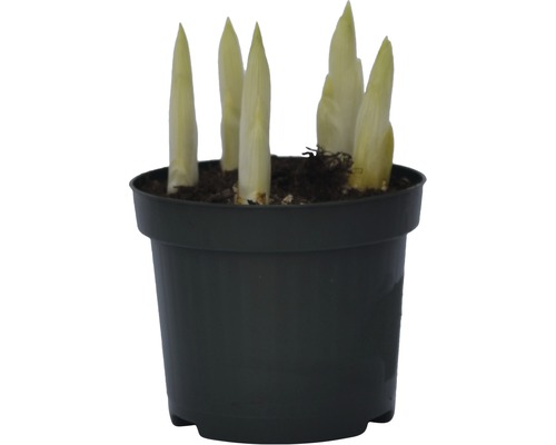 Funkia växt i en kruka