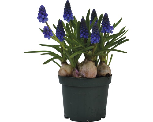 Kruka med blommande pärlhyacinter