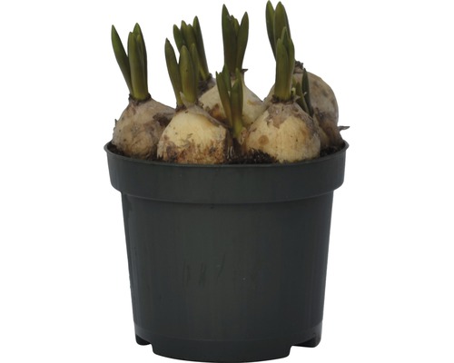 Blomsterlökar i en kruka