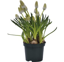 Pärlhyacint i kruka