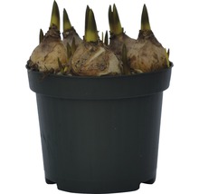 Blomsterlökar i en kruka