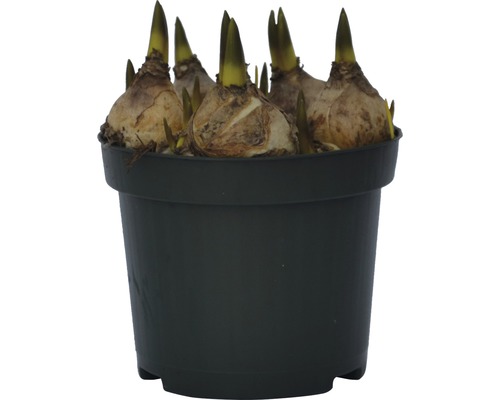 Blomsterlökar i en kruka