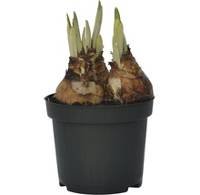 Narcisslökar i en kruka