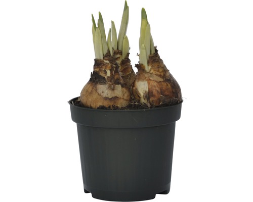 Narcisslökar i en kruka