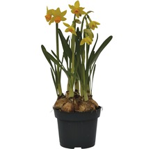 Gula påskliljor i en svart kruka.