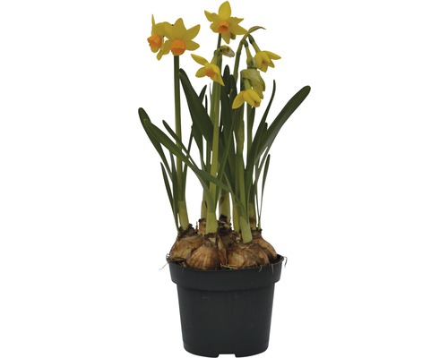 Trumpetnarciss påsklilja FLORASELF Narcissus pseudonarcissus Jet Fire Ø9cm