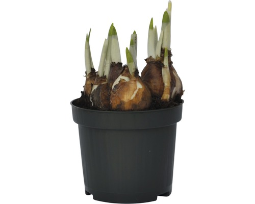 Blomsterlökar i en svart kruka