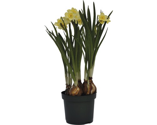 Trumpetnarciss påsklilja FLORASELF Narcissus pseudonarcissus Minnow Ø9cm