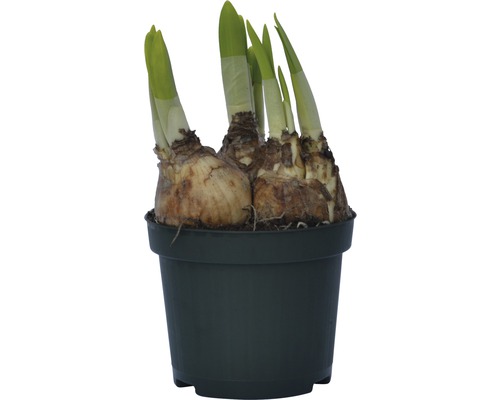 Narcisslökar i en kruka