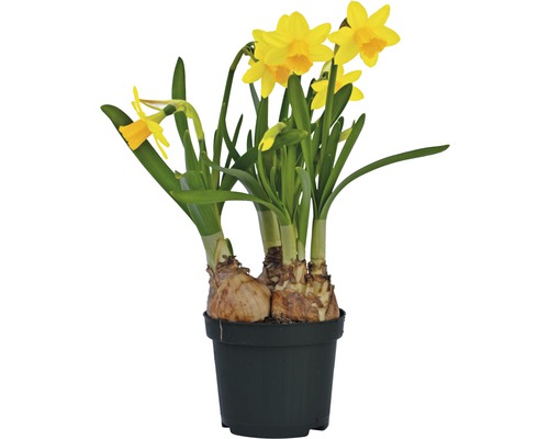 Trumpetnarciss påsklilja FLORASELF Narcissus pseudonarcissus Tete a Tete Ø9cm Narcisser i kruka