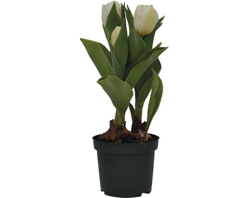 Kruka med vita tulpaner