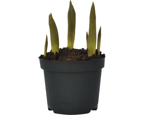 Gladioluslök i kruka