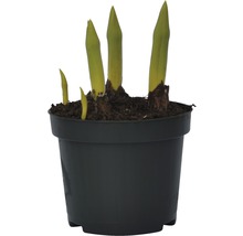 Ung planta i kruka med färska skott