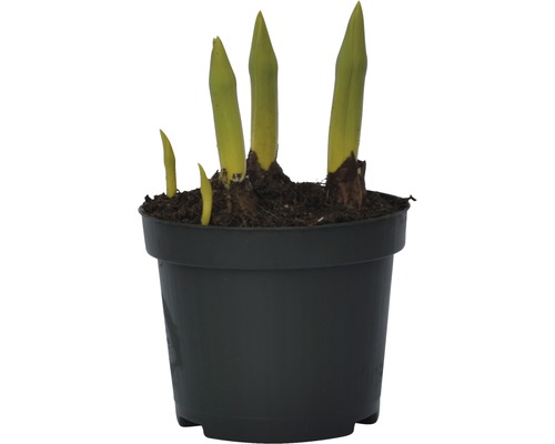 Ung planta i kruka med färska skott