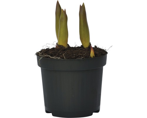 Hosta-planta i en kruka