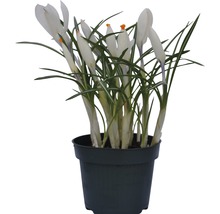 Krokus FLORASELF Crocus vernus 'Jeanne d'Arc' Ø12cm