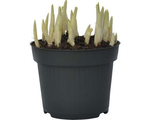 Hosta växt i en kruka