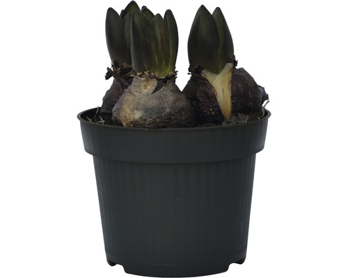 Hyacintlökar i kruka