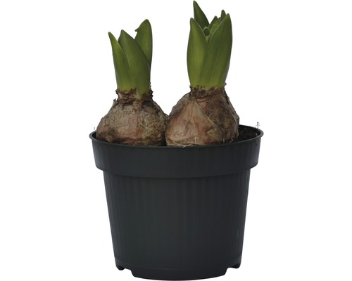 Två blomsterlökar i en svart kruka