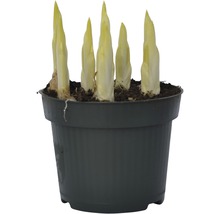 Cikoriaplanta i kruka