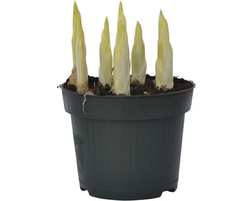 Cikoriaplanta i kruka