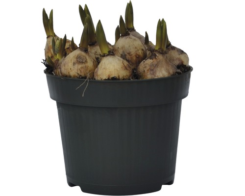 Blomsterlökar i en kruka