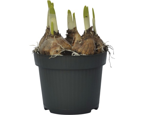 Blomsterlökar i kruka med skott