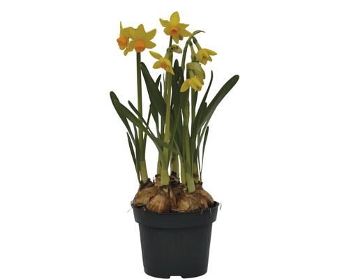 Trumpetnarciss påsklilja FLORASELF Narcissus pseudonarcissus Jet Fire Ø12cm