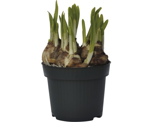 Narcisser i kruka med gröna skott