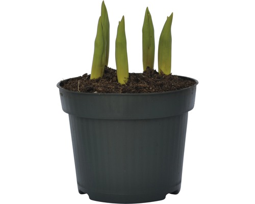 Unga växter i en planteringskruka