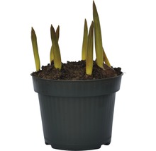 Tulpan FLORASELF Tulipa x Hybride Movie Star Ø12cm