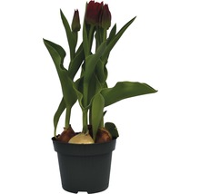 Tulpan FLORASELF Tulipa x Hybride Movie Star Ø12cm