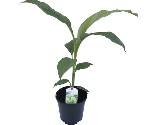 Bananplanta krukväxt