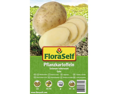 Sättpotatis FLORASELF Solanum tuberosum Gala 10st Sättpotatis FloraSelf av sorten Gala